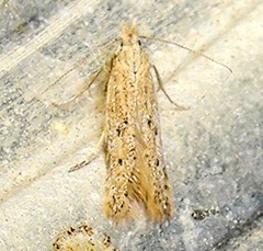 Isophrictis trimaculella