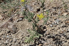 Leiotulus secacul
