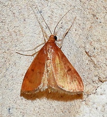 Oenobotys texanalis