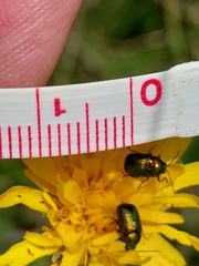 Cryptocephalus hypochaeridis