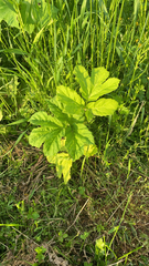 Heracleum sosnowskyi