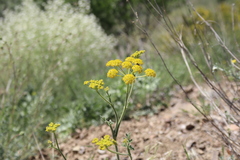 Leiotulus secacul