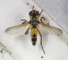 Xanthomelanodes flavipes