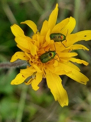 Cryptocephalus hypochaeridis