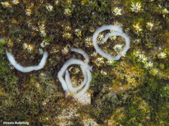 Siphonaria pectinata