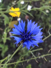 Centaurea cyanus