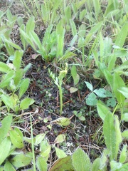 Botrychium matricariifolium