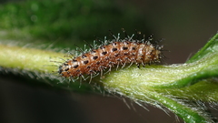 Stangeia siceliota