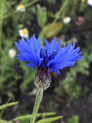 Centaurea cyanus