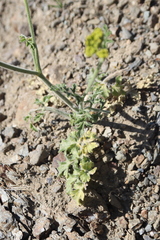Leiotulus secacul