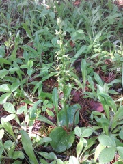 Platanthera hookeri