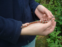 Lampropeltis
