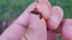 Neivamyrmex nigrescens