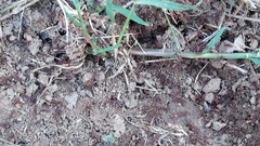 Neivamyrmex nigrescens