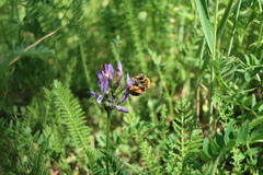 Eucera longicornis