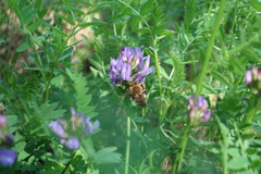 Eucera longicornis