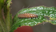 Stangeia siceliota
