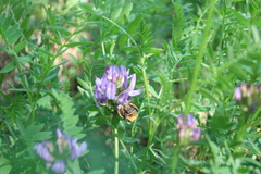 Eucera longicornis