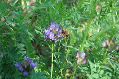 Eucera longicornis