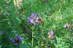 Eucera longicornis