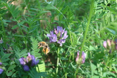 Eucera longicornis