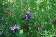 Eucera longicornis