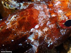 Gnathia maxillaris