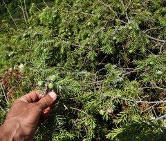 Juniperus macrocarpa