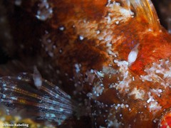 Gnathia maxillaris