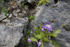 Pinguicula longifolia