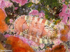 Rhyssoplax canariensis