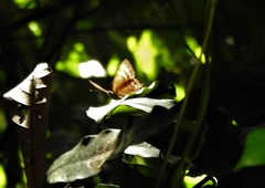 Abisara echerius