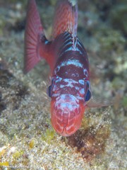 Heteropriacanthus fulgens