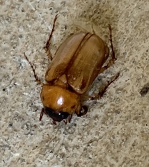 Cyclocephala