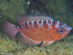 Heteropriacanthus fulgens