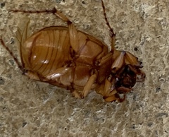 Cyclocephala