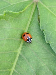 Coccinella quinquepunctata