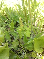 Botrychium matricariifolium