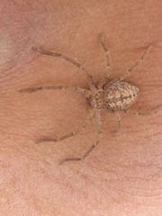 Curicaberis culiacan