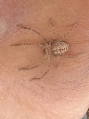 Curicaberis culiacan