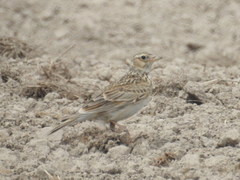 Alauda arvensis arvensis