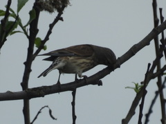 Linaria cannabina cannabina