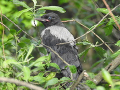 Corvus cornix cornix