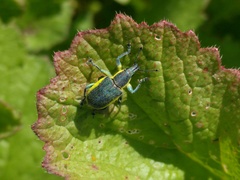 Chlorophanus viridis