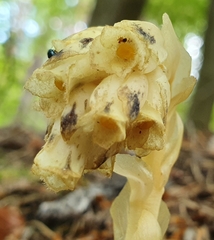 Monotropa hypopitys