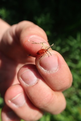 Lilioceris merdigera