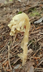 Monotropa hypopitys