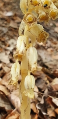 Monotropa hypopitys