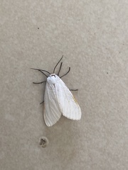 Pygarctia roseicapitis