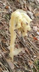 Monotropa hypopitys